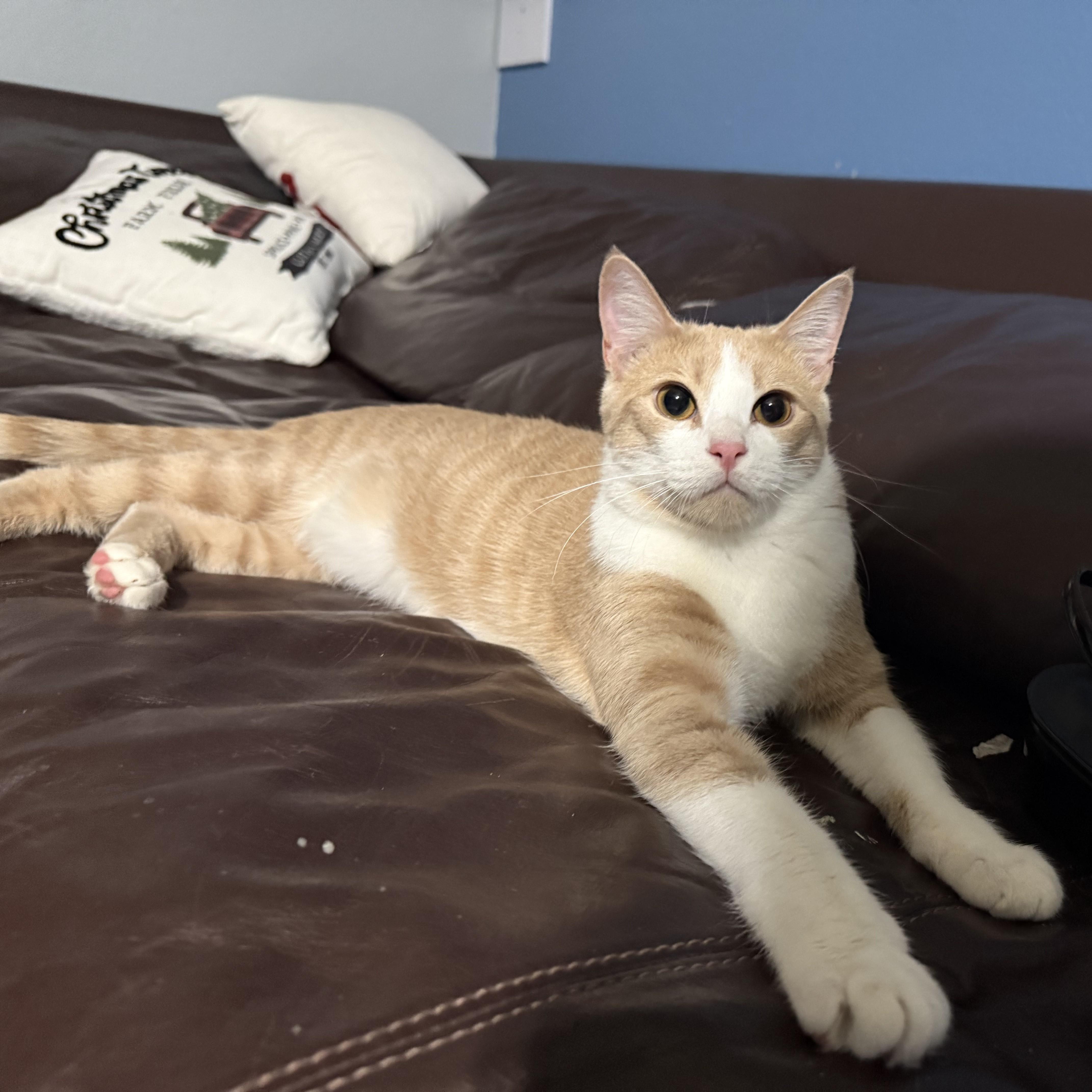 Blondie, Adoptable, Young Male Domestic Short Hair.