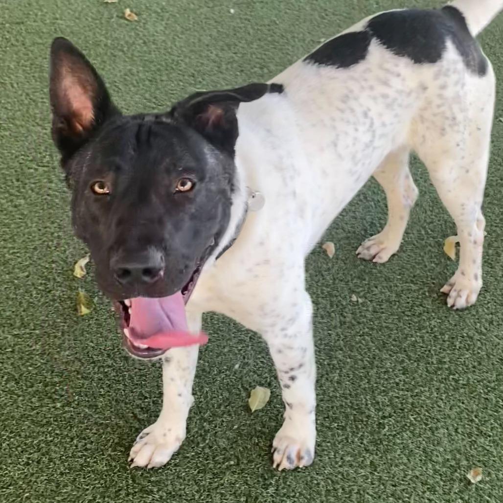 Holstein, Adoptable, Adult Male Akita & Mixed Breed.