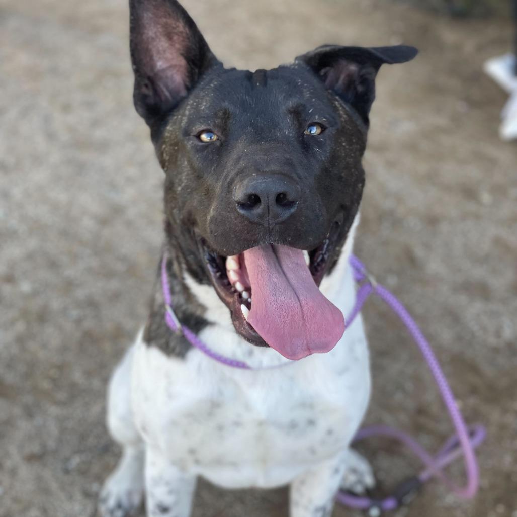Enlarge Holstein, a Adoptable mixed breed in Riverside, CA image 2/6