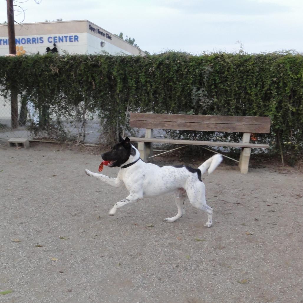 Enlarge Holstein, a Adoptable mixed breed in Riverside, CA image 3/6