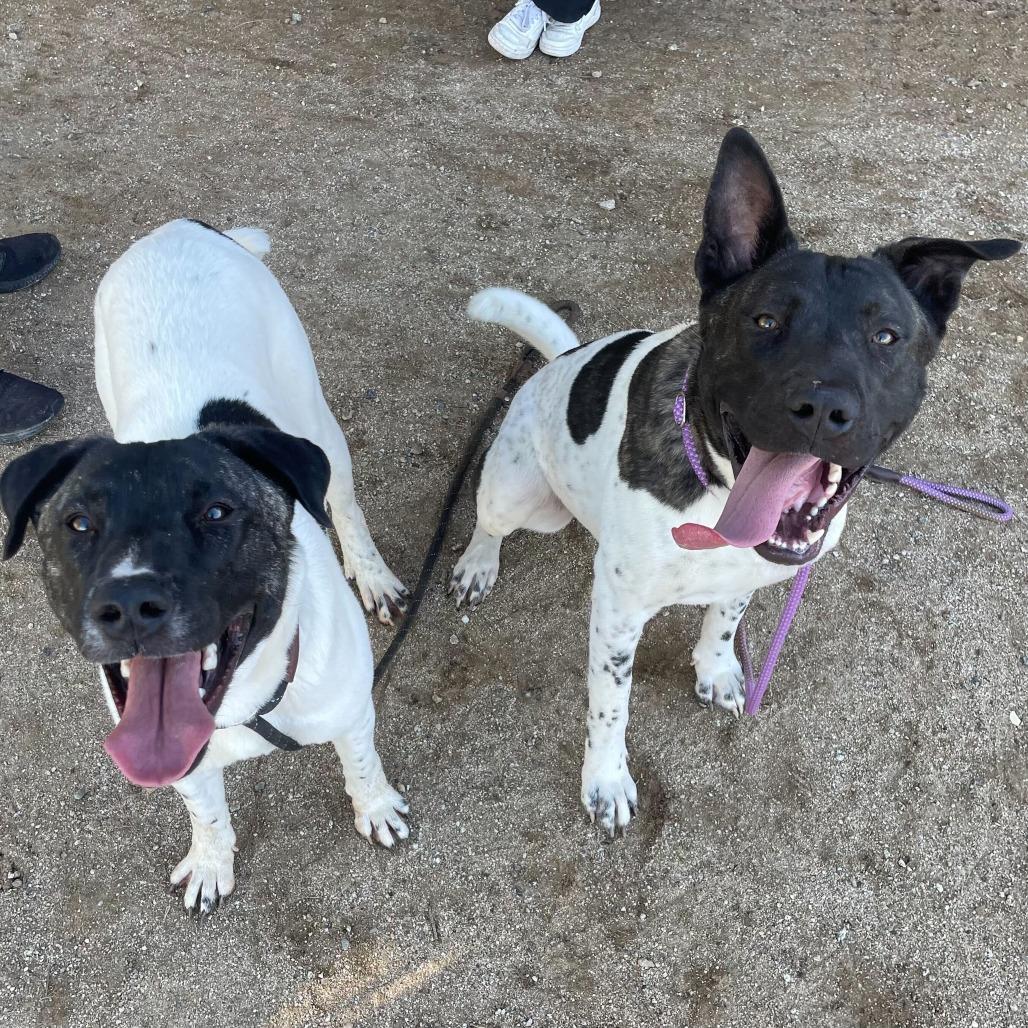 Enlarge Holstein, a Adoptable mixed breed in Riverside, CA image 4/6