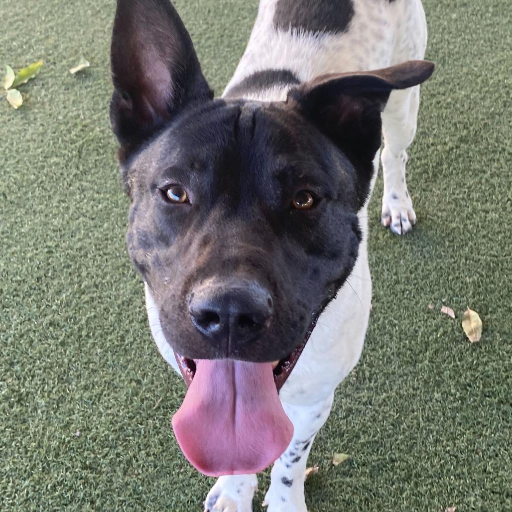 Enlarge Holstein, a Adoptable mixed breed in Riverside, CA image 5/6