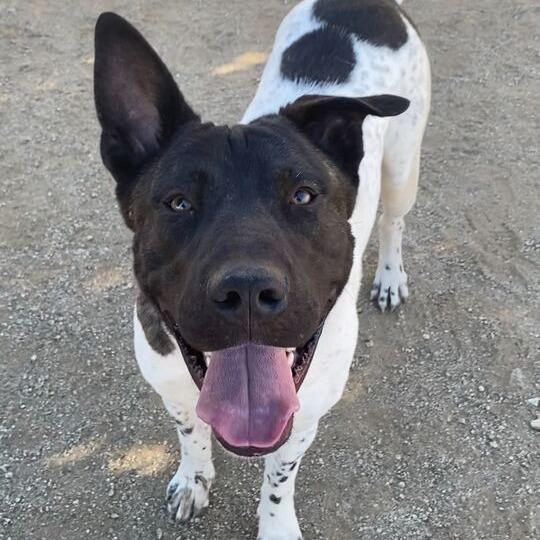 Enlarge Holstein, a Adoptable mixed breed in Riverside, CA image 6/6