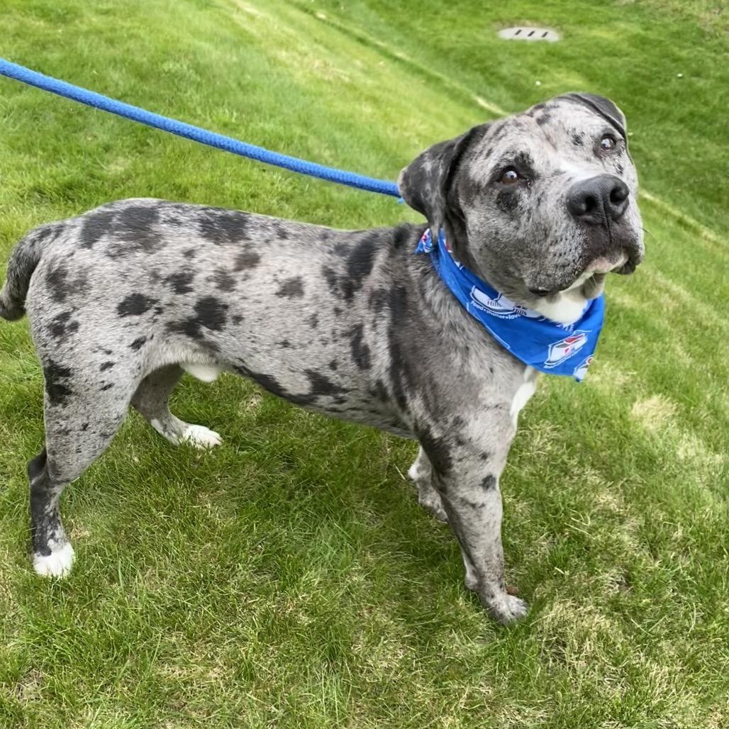 Jay, Adoptable, Adult Male Mixed Breed.