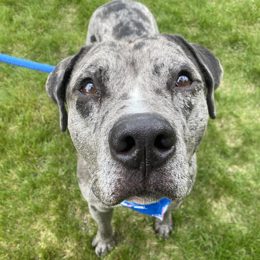Enlarge Jay, a Adoptable Mixed Breed in Spokane, WA image 2/6