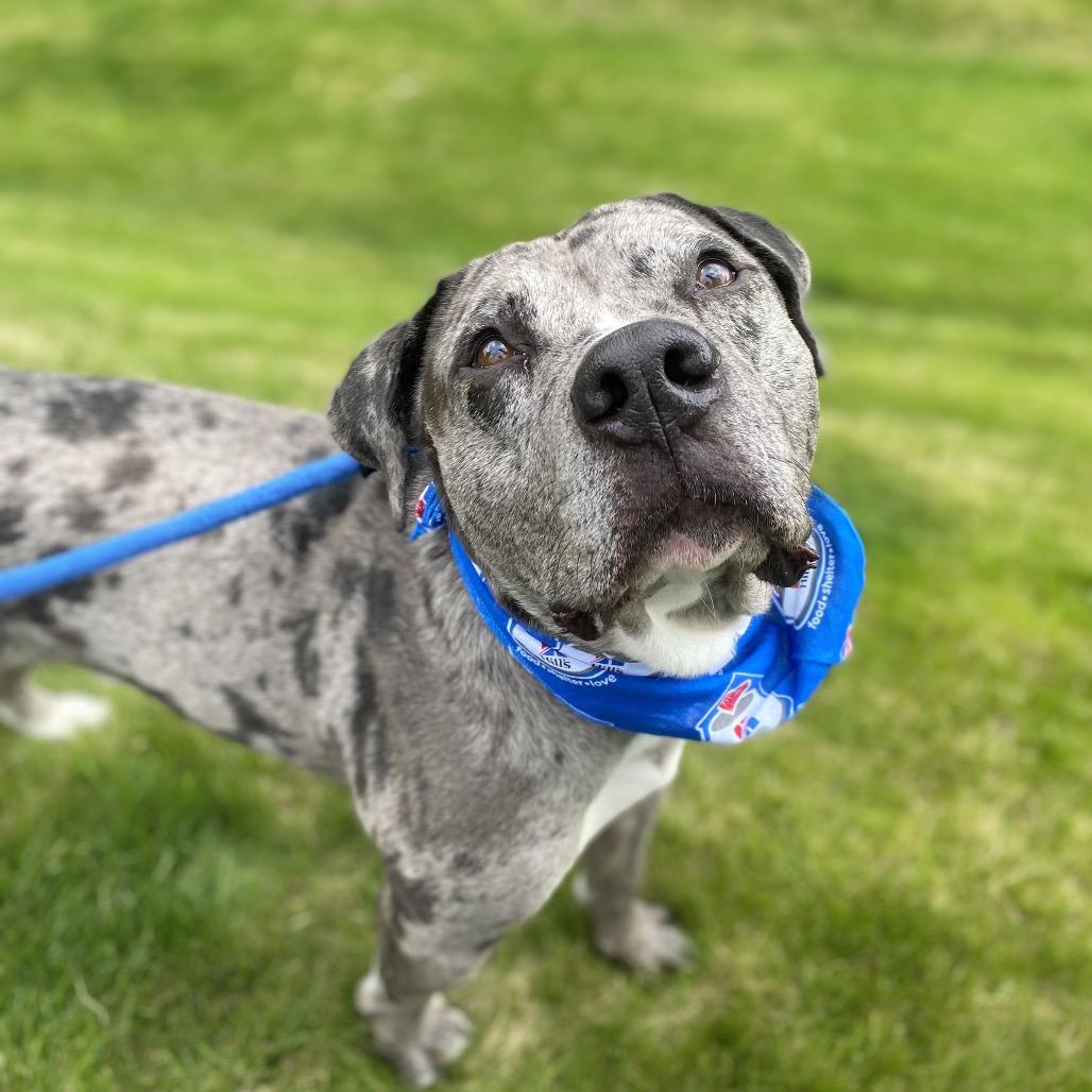 Enlarge Jay, a Adoptable Mixed Breed in Spokane, WA image 3/6