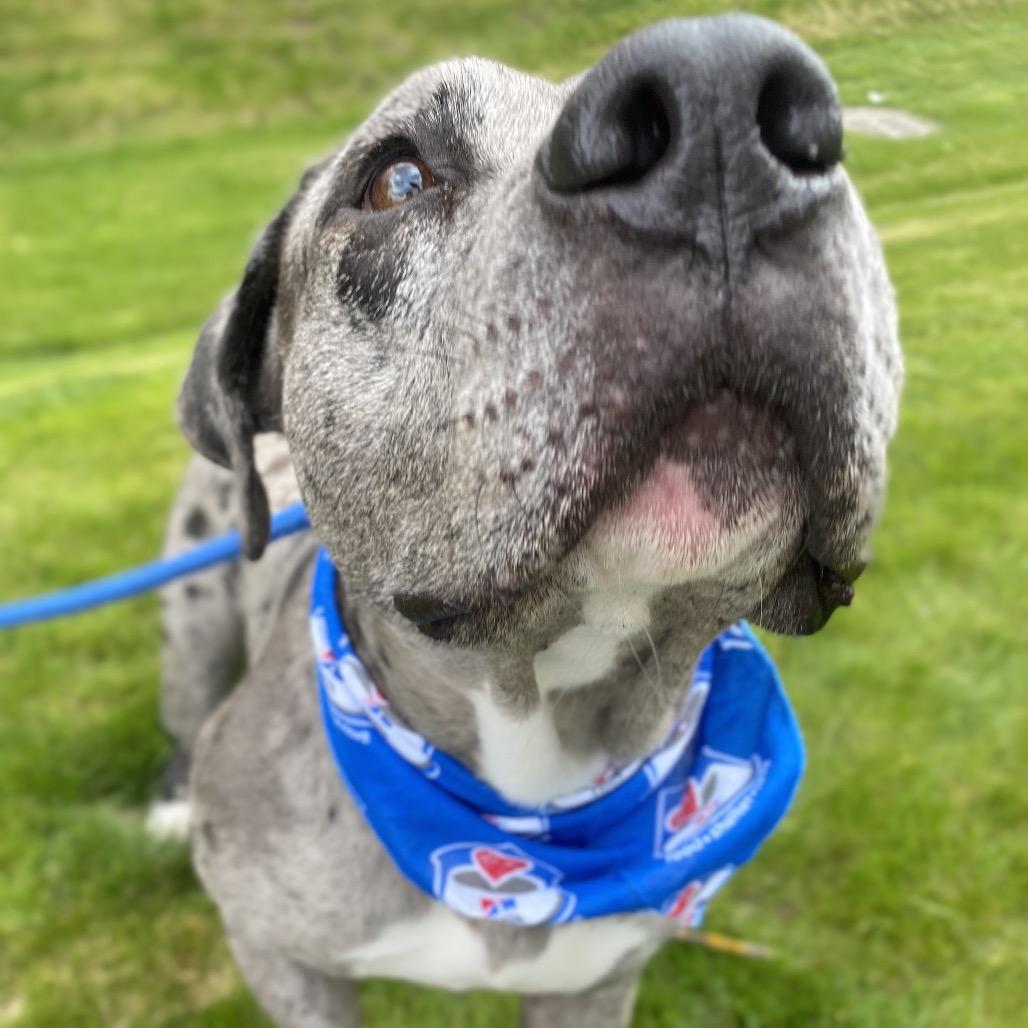 Enlarge Jay, a Adoptable Mixed Breed in Spokane, WA image 4/6