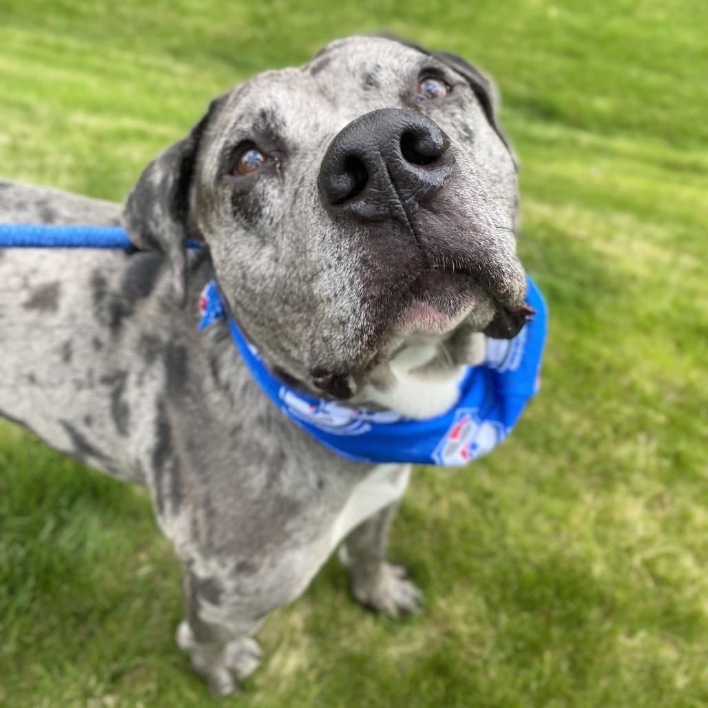 Enlarge Jay, a Adoptable Mixed Breed in Spokane, WA image 5/6