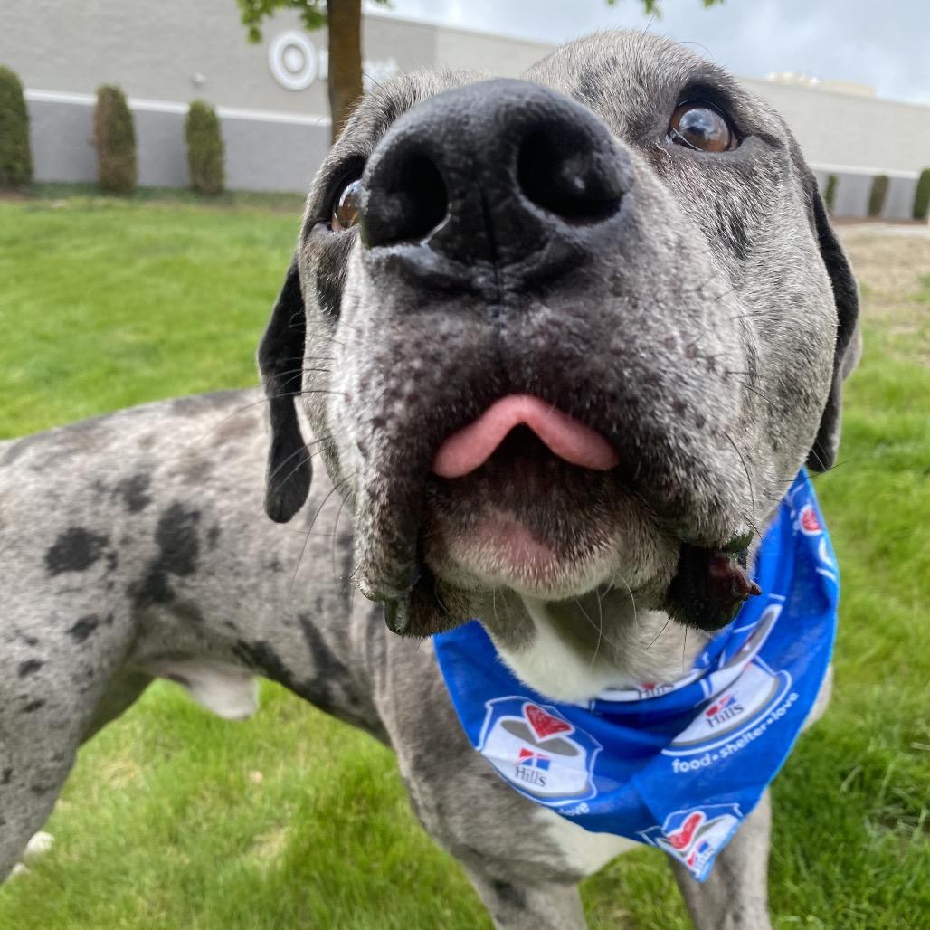 Enlarge Jay, a Adoptable Mixed Breed in Spokane, WA image 6/6