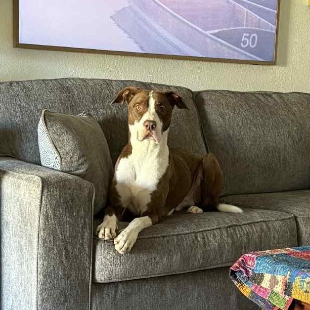 Toby, Adoptable, Young Male Pit Bull Terrier.