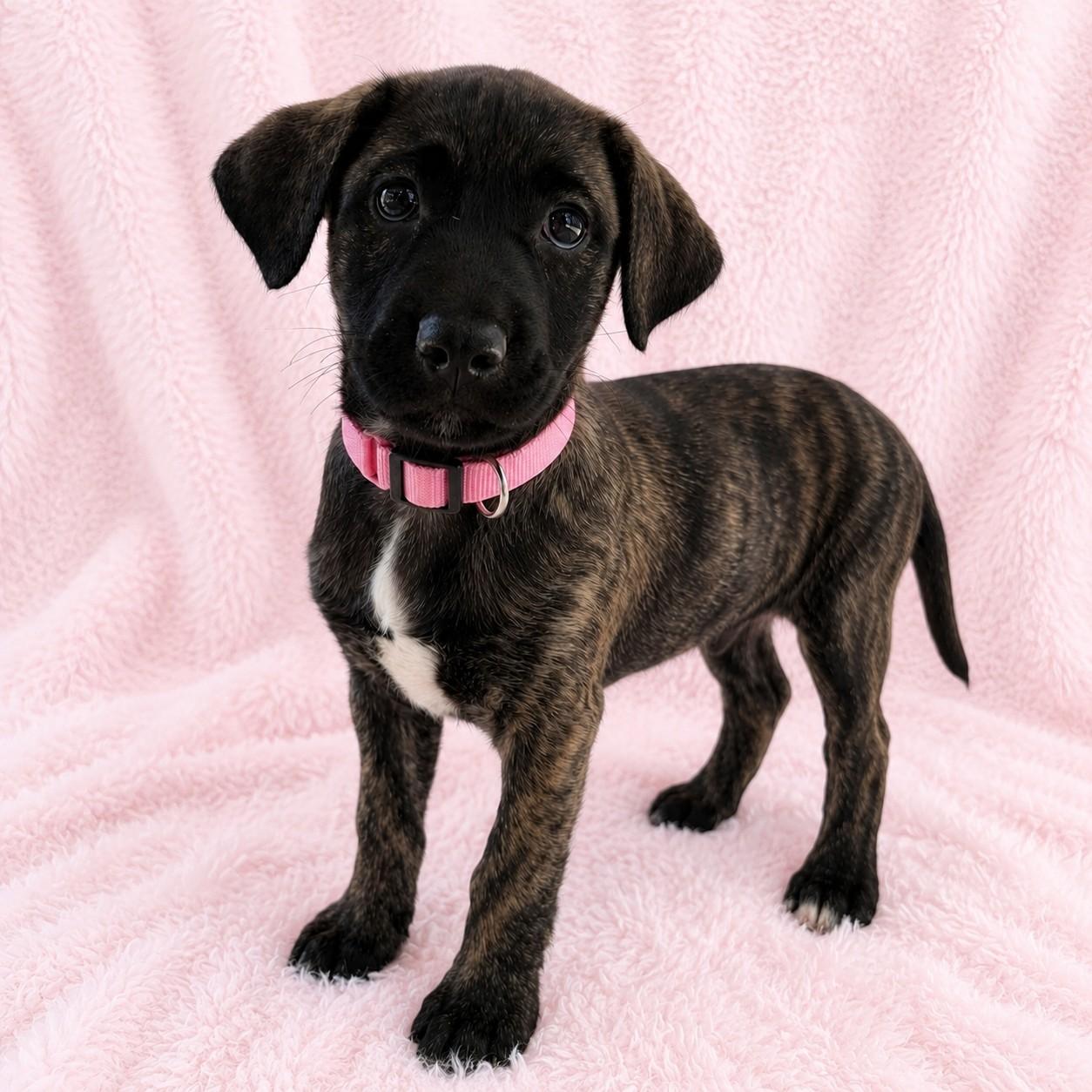Penny, an adopted mixed breed in Poway, CA image 4/4