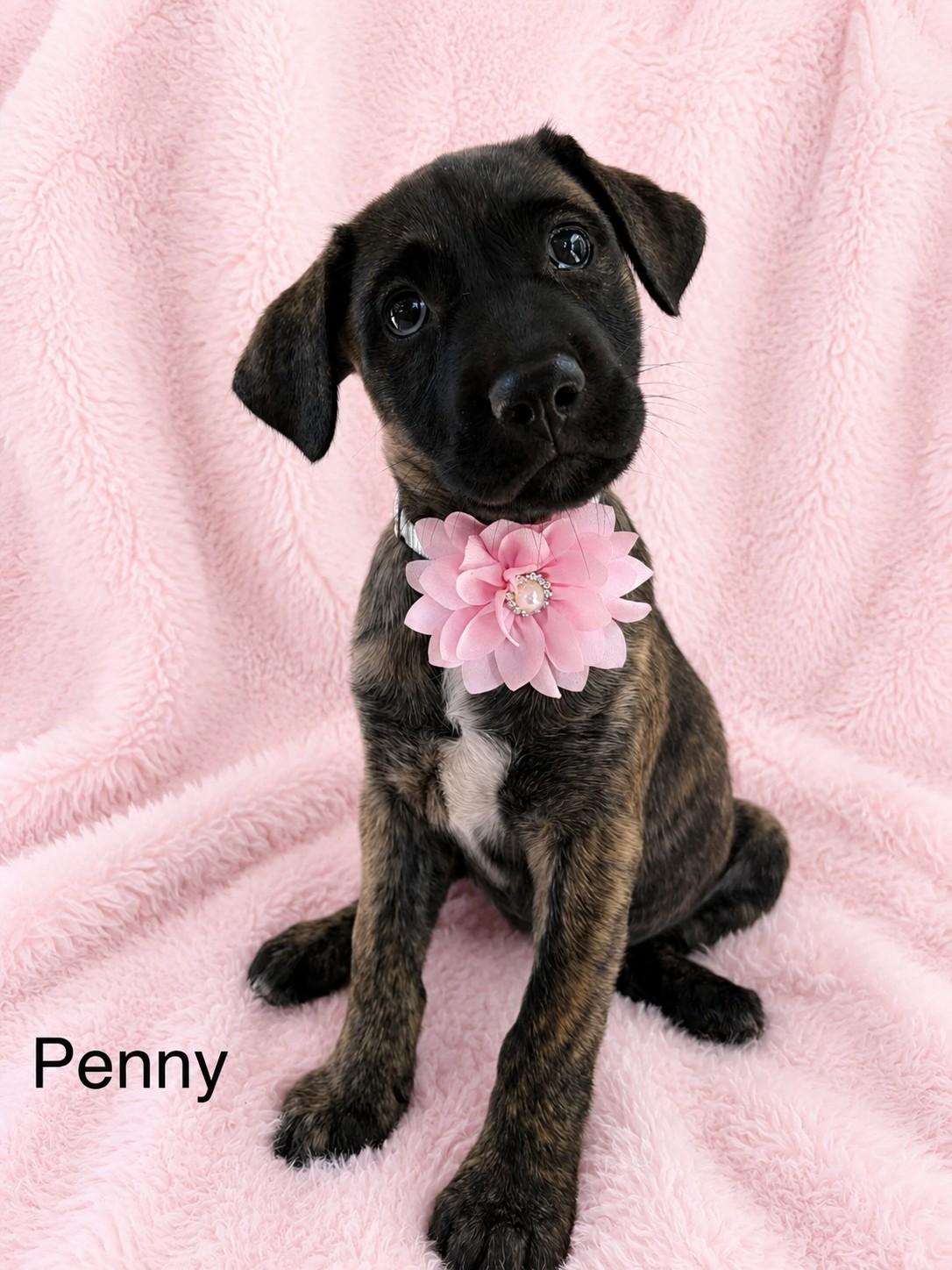 Penny, an adopted mixed breed in Poway, CA image 2/4