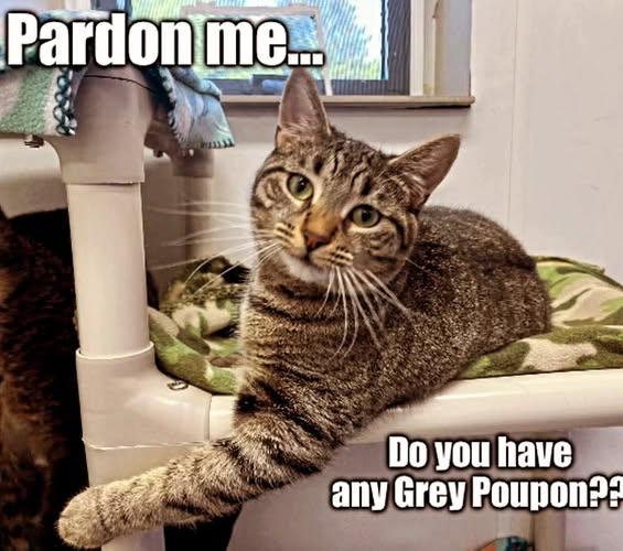 Enlarge Arthur, a Adoptable Domestic Short Hair in Dunkirk, NY image 1/1