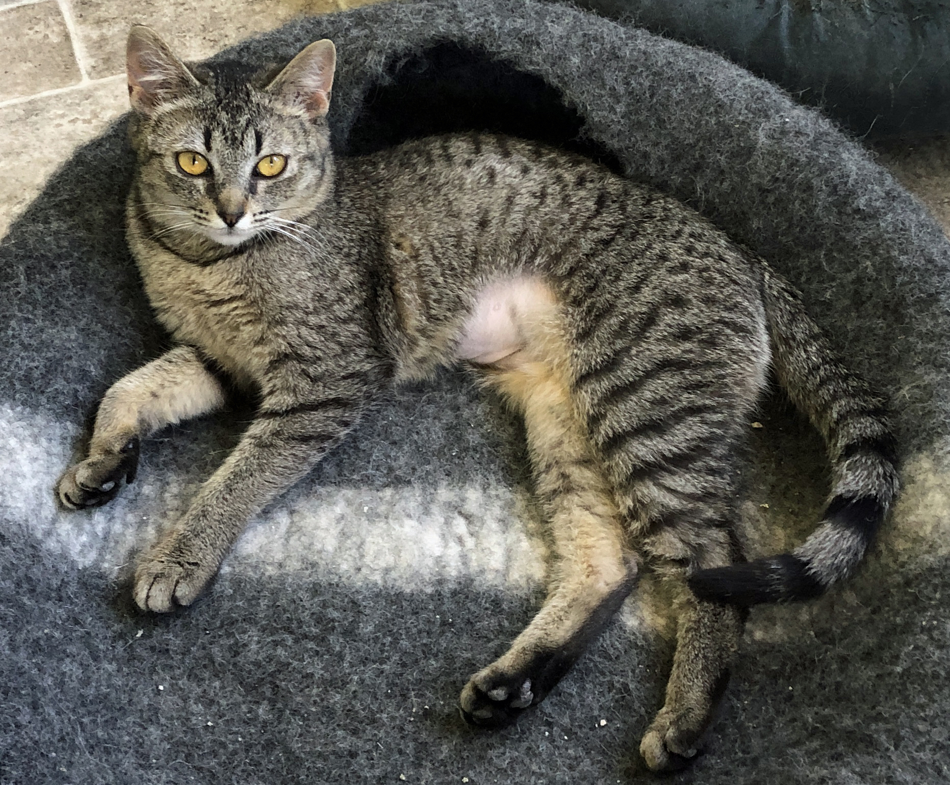 PATSY, an adoptable Tabby, Domestic Short Hair in Prescott, AZ, 86301 | Photo Image 3
