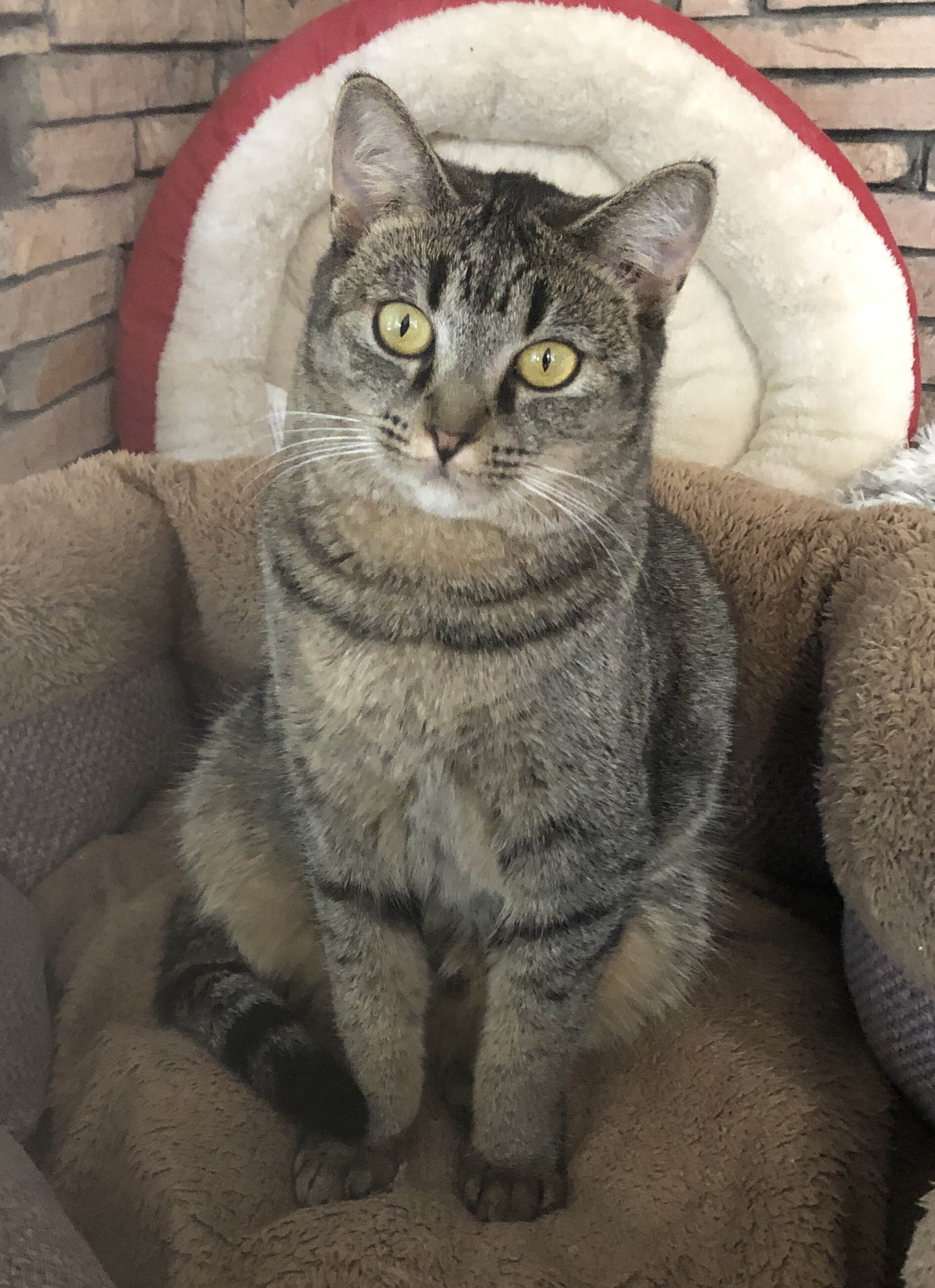 PATSY, an adoptable Tabby, Domestic Short Hair in Prescott, AZ, 86301 | Photo Image 2