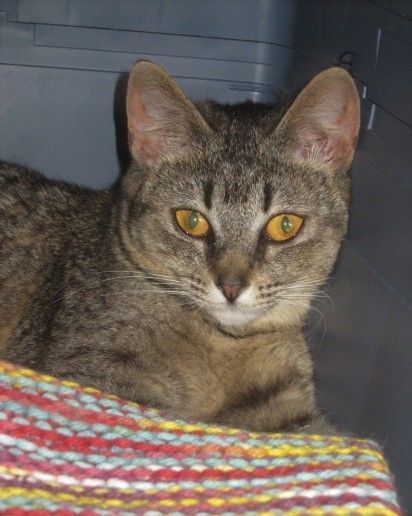 PATSY, an adoptable Tabby, Domestic Short Hair in Prescott, AZ, 86301 | Photo Image 1