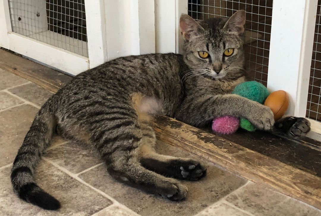 PATSY, an adoptable Tabby, Domestic Short Hair in Prescott, AZ, 86301 | Photo Image 4