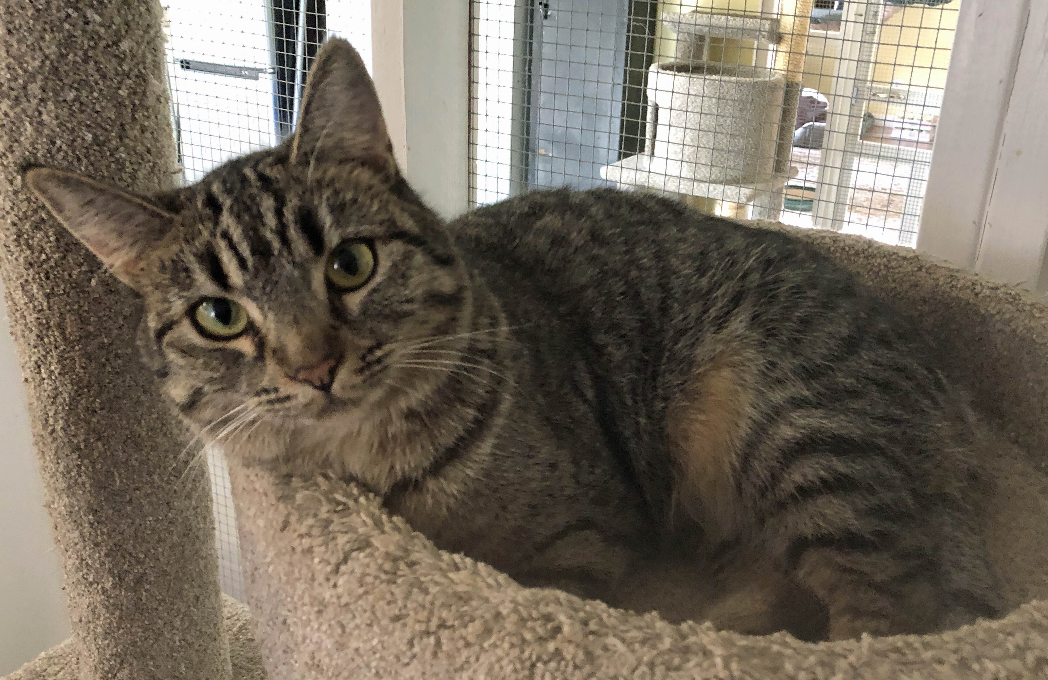 PATSY, an adoptable Tabby, Domestic Short Hair in Prescott, AZ, 86301 | Photo Image 5