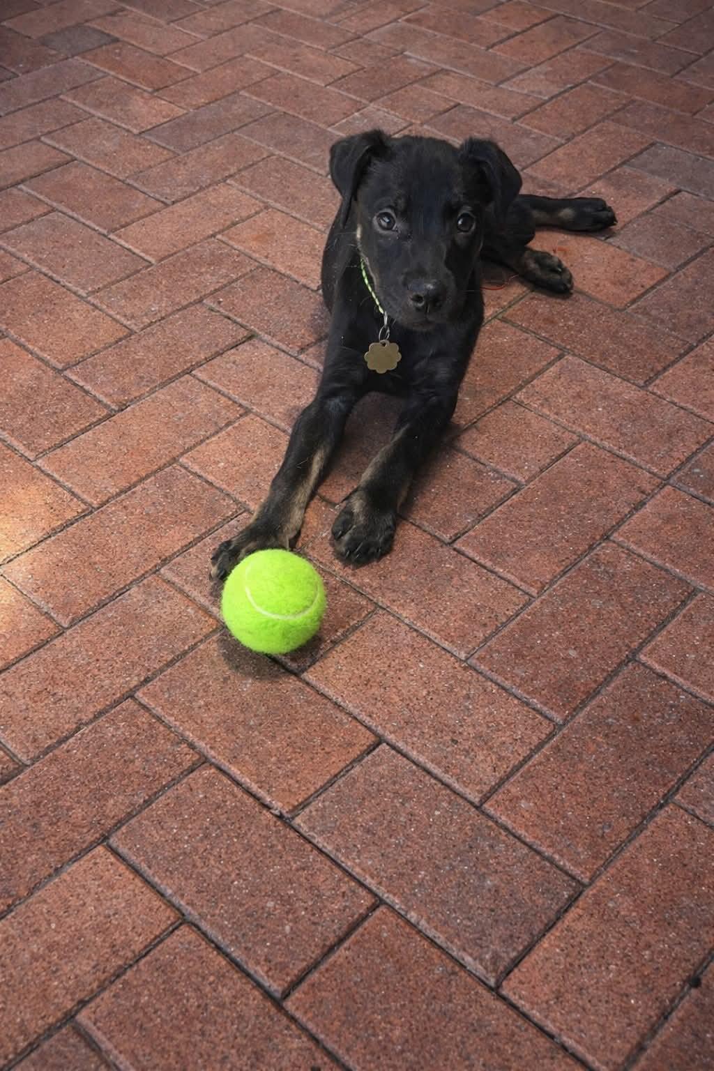 Koby, adoptable, Puppy Male Retriever.