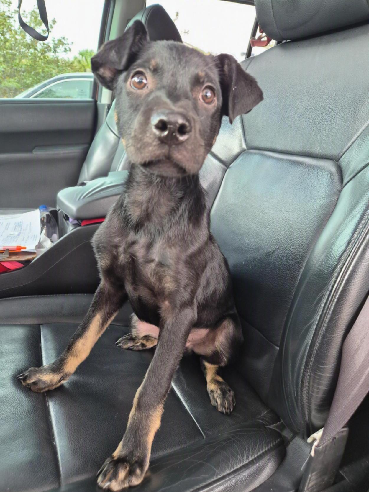Koby, an adoptable mixed breed in Orlando, FL image 3/6