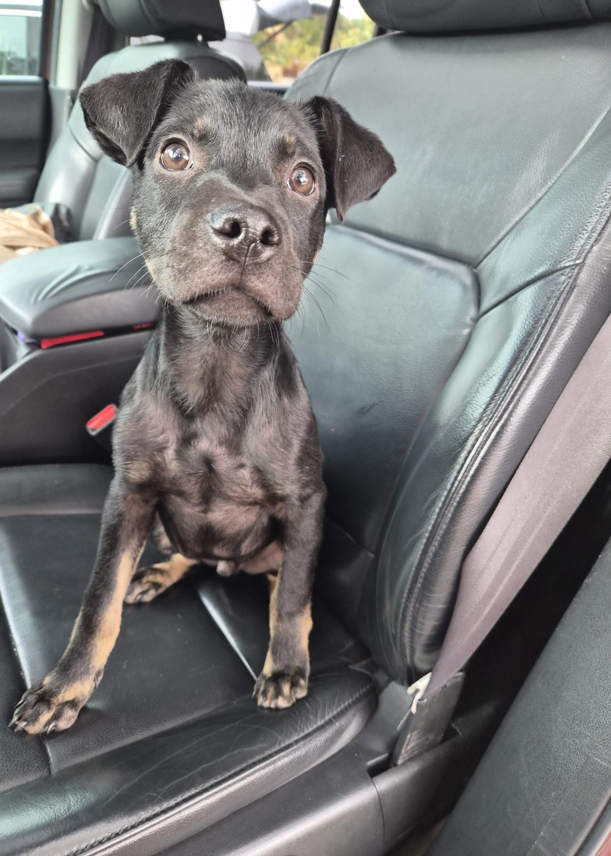 Koby, an adoptable mixed breed in Orlando, FL image 1/6