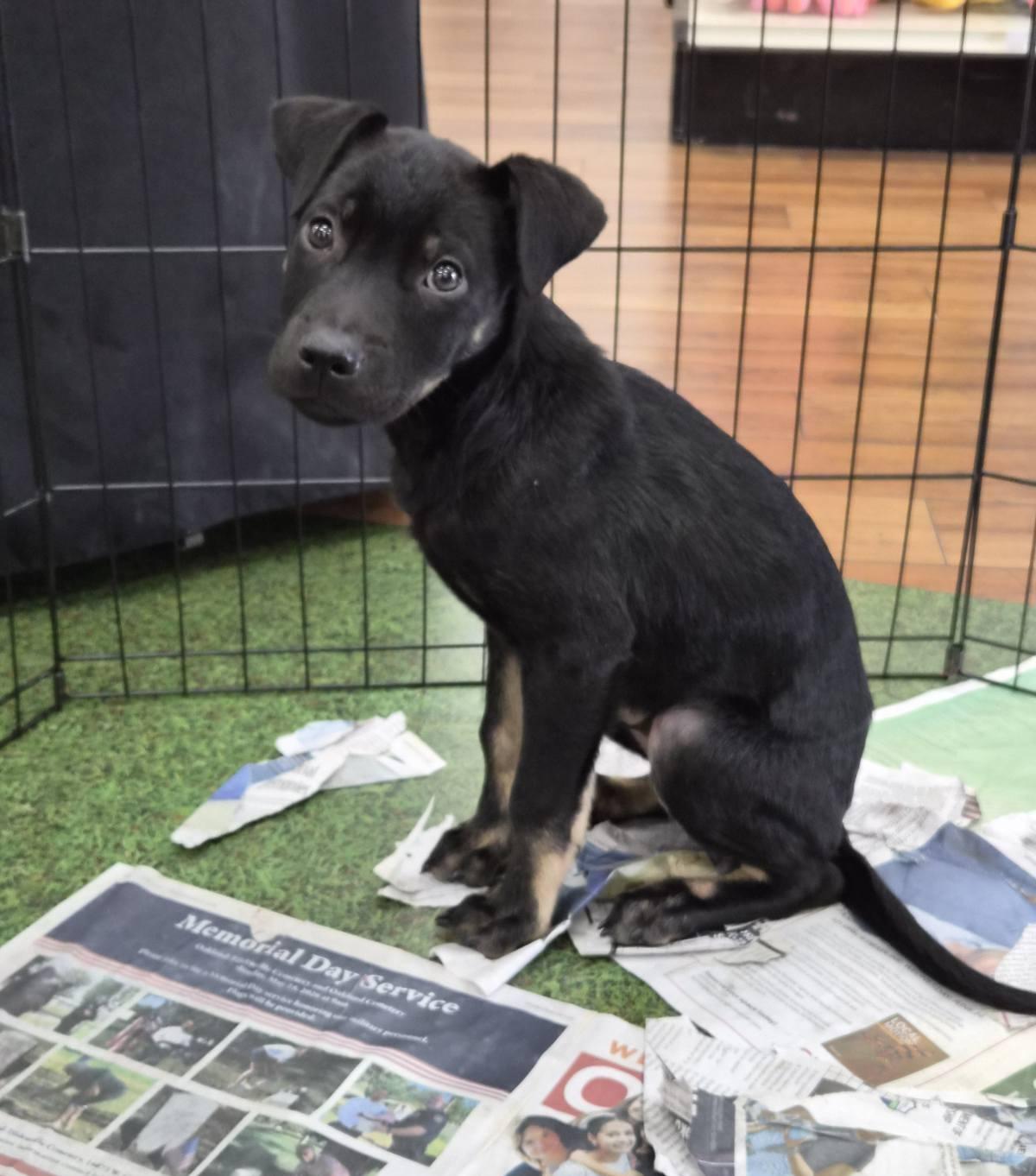 Koby, an adoptable mixed breed in Orlando, FL image 5/6
