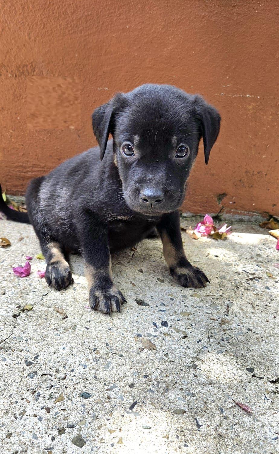Koby, an adoptable mixed breed in Orlando, FL image 2/2