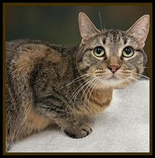 TIGER, Adoptable, Young Female Domestic Short Hair.