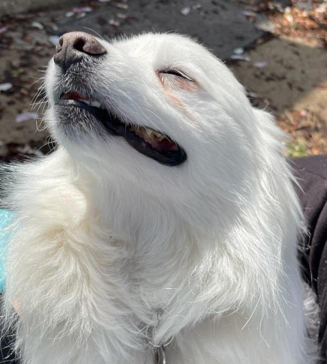 Nick - Adopted! 2