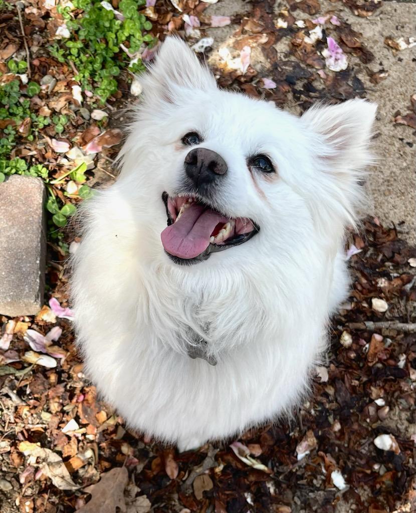 Nick - Adopted! 3