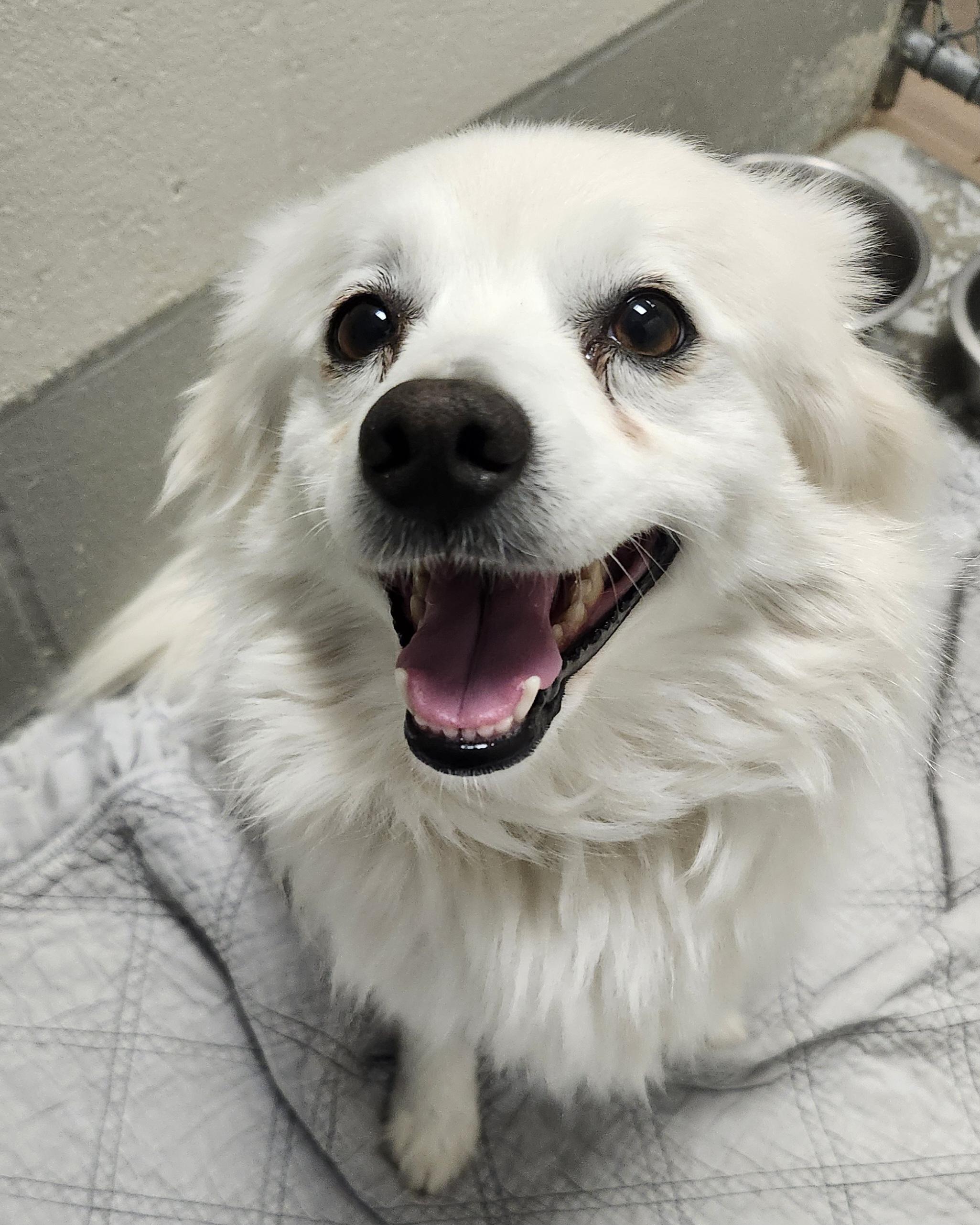 Nick - Adopted! 4