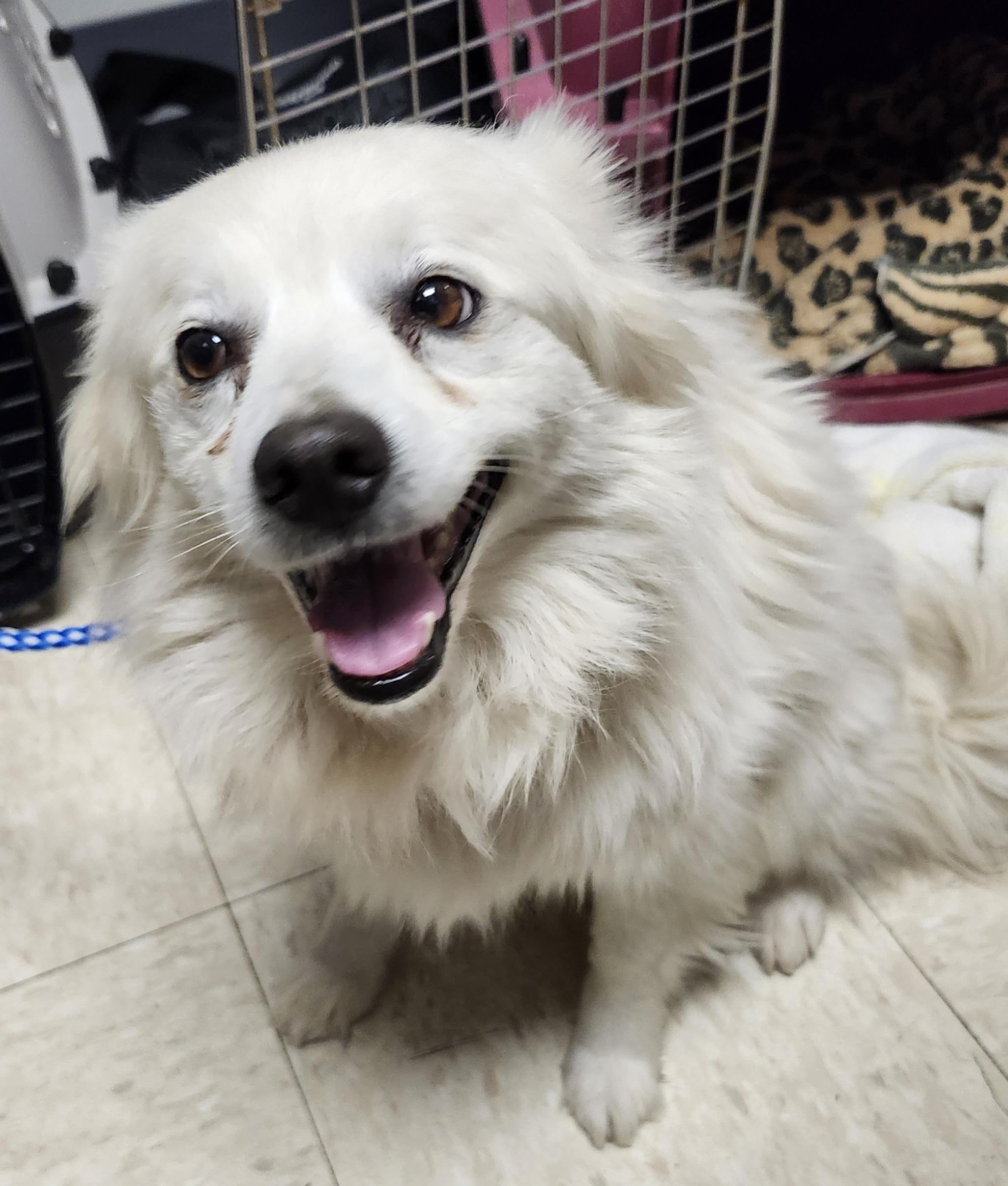 Nick - Adopted! 5