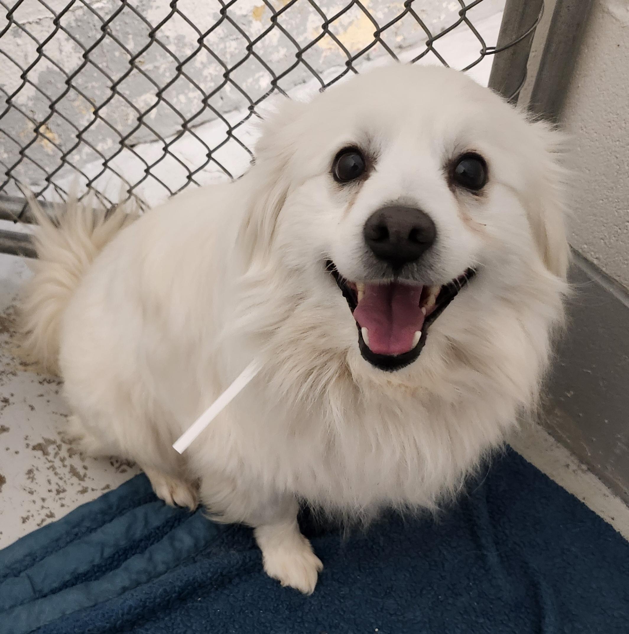 Nick - Adopted! 6