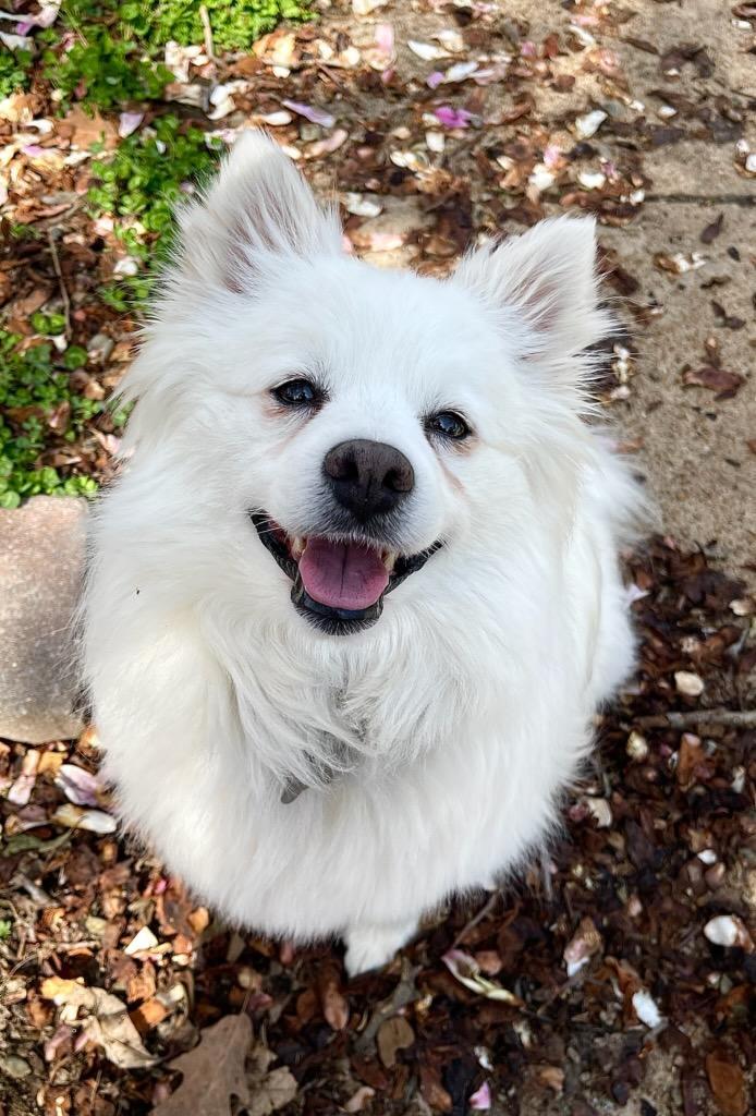 Nick - Adopted!