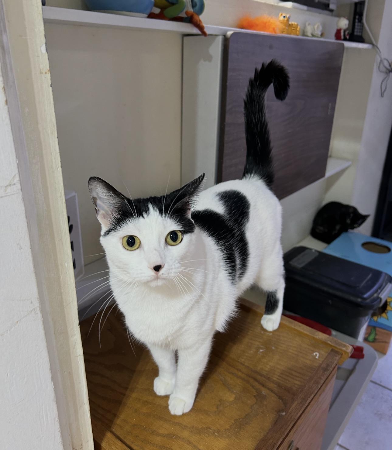 Enlarge MooMoo, a Adopted Domestic Medium Hair in East Derry, NH image 1/3