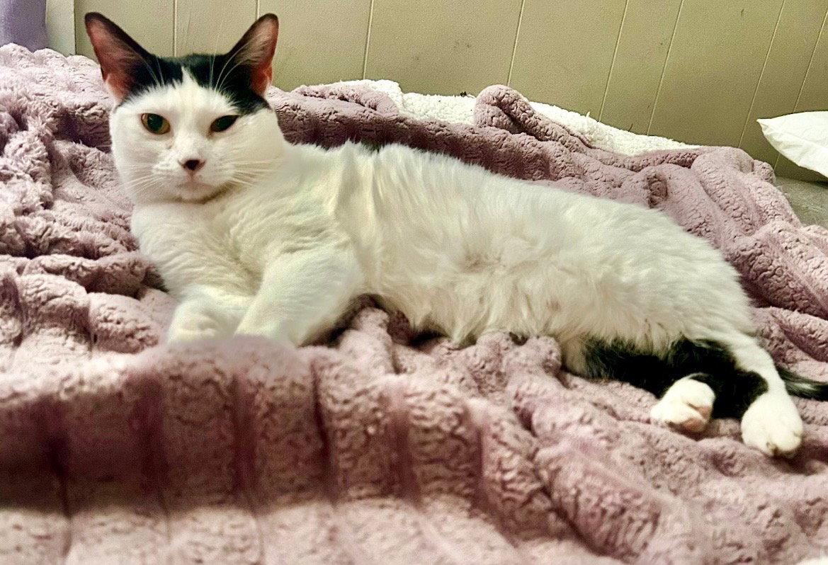 Enlarge MooMoo, a Adopted Domestic Medium Hair in East Derry, NH image 2/3