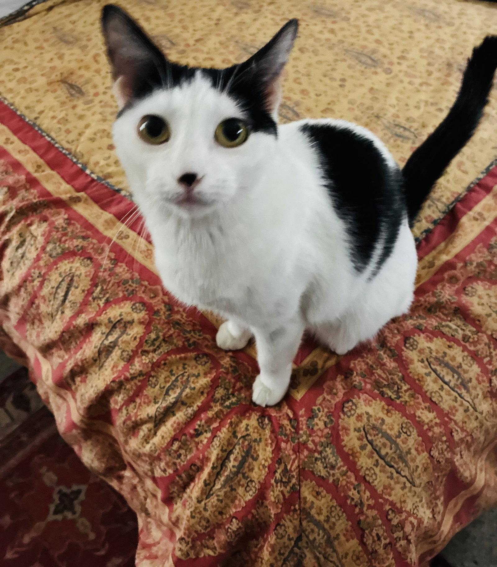 Enlarge MooMoo, a Adopted Domestic Medium Hair in East Derry, NH image 3/3