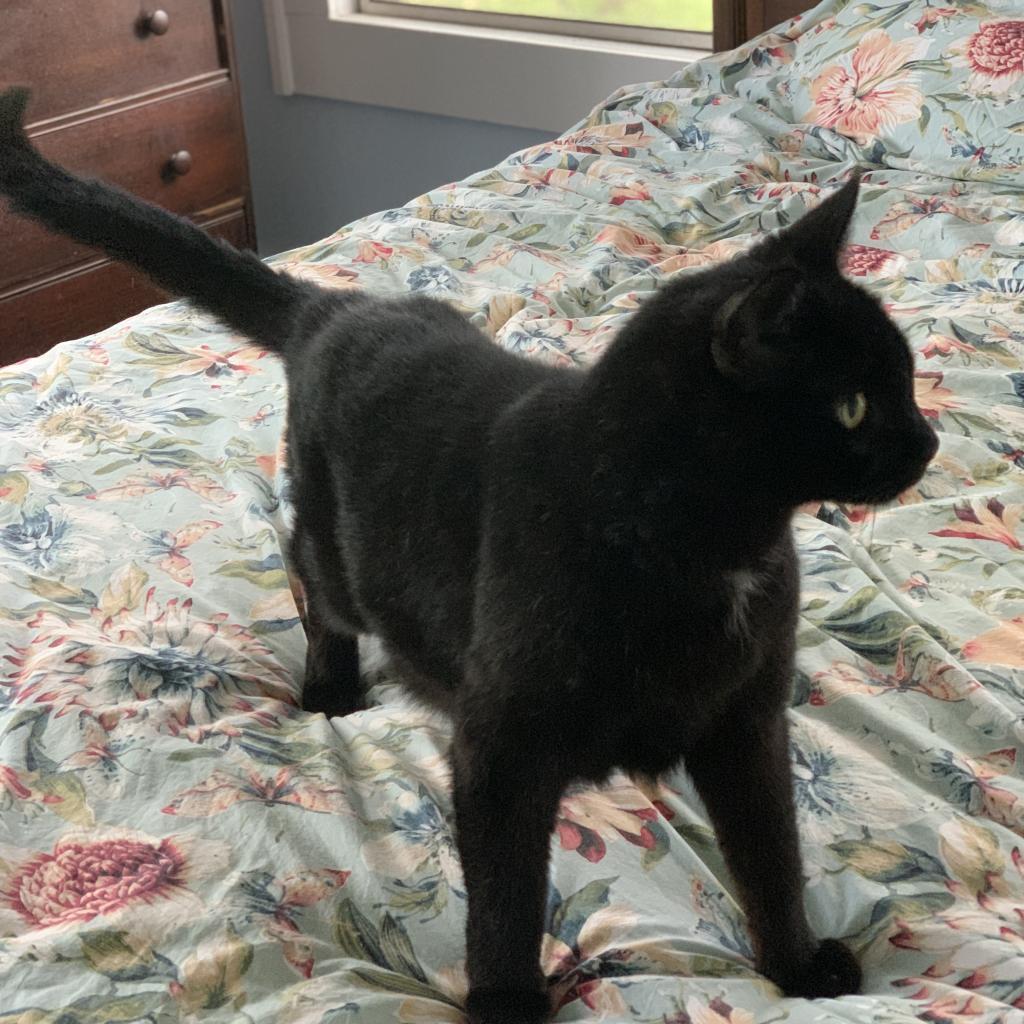 Enlarge Pyewacket, a Adoptable Domestic Short Hair in Westport, CT image 1/5