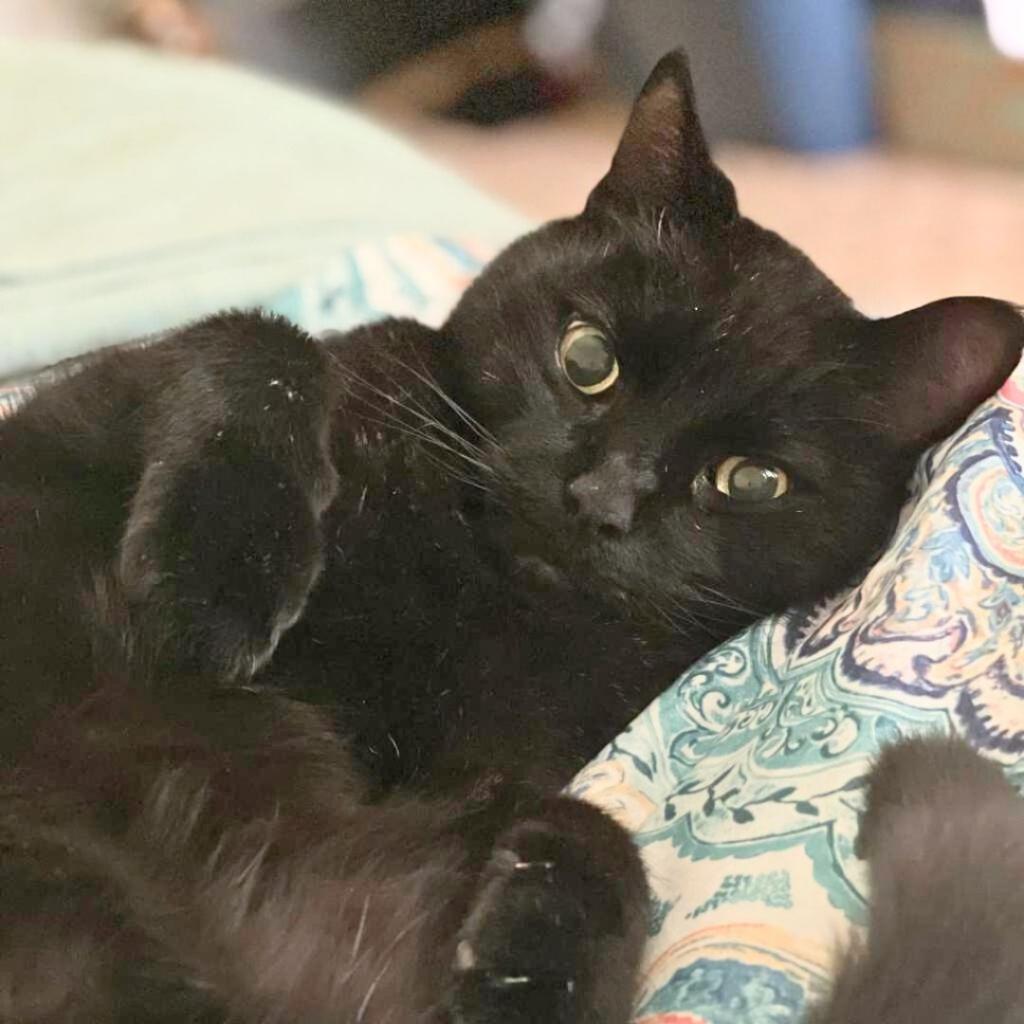 Enlarge Pyewacket, a Adoptable Domestic Short Hair in Westport, CT image 3/5