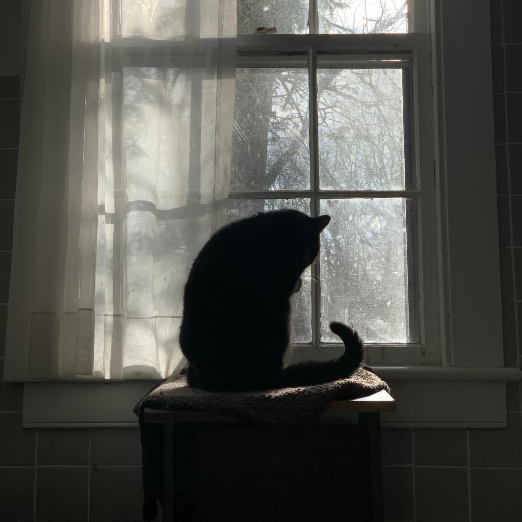 Enlarge Pyewacket, a Adoptable Domestic Short Hair in Westport, CT image 4/5