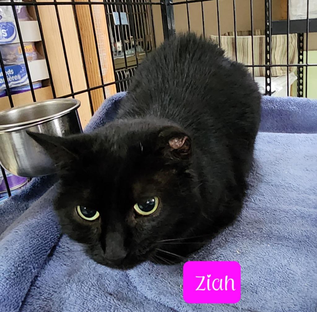 Enlarge Ziah, a Adoptable mixed breed in Jim Thorpe, PA image 2/6