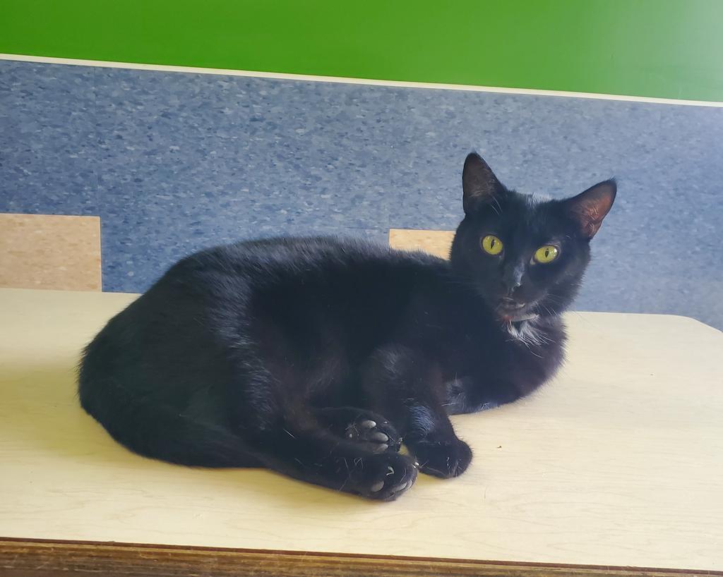 Enlarge Ziah, a Adoptable mixed breed in Jim Thorpe, PA image 3/6