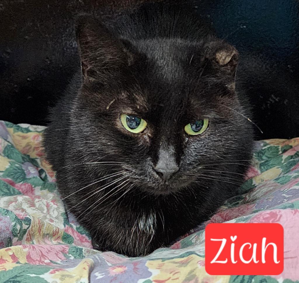 Enlarge Ziah, a Adoptable mixed breed in Jim Thorpe, PA image 4/6