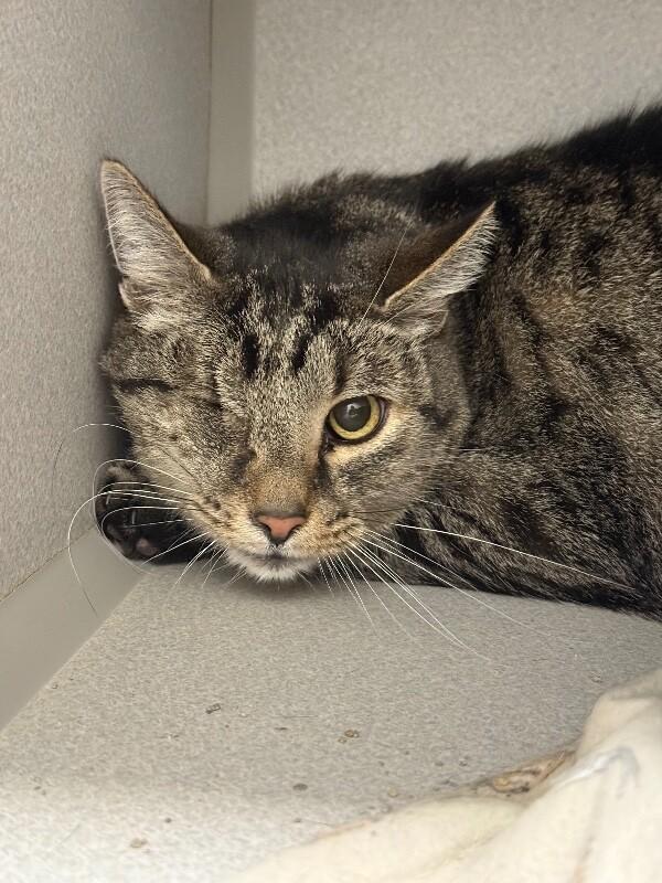 Enlarge Wink, a Adoptable Domestic Short Hair in Osseo, MI image 1/1