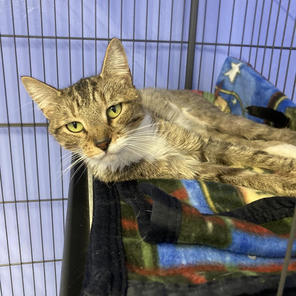 Daisy, Adoptable, Adult Female Domestic Short Hair.