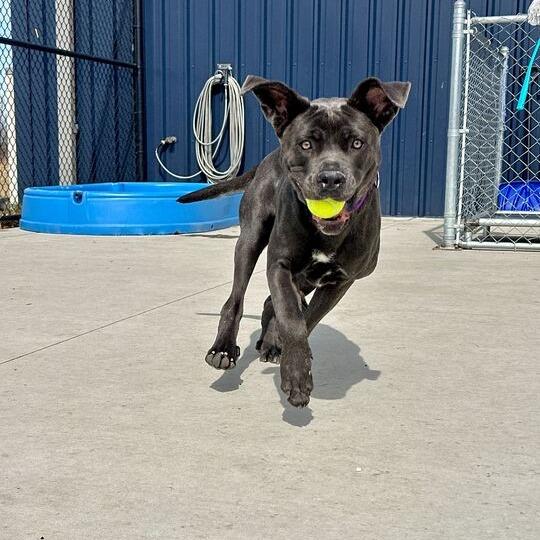 Enlarge Whydah, a Adoptable Mastiff in Matteson, IL image 1/6