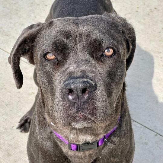 Enlarge Whydah, a Adoptable Mastiff in Matteson, IL image 2/6