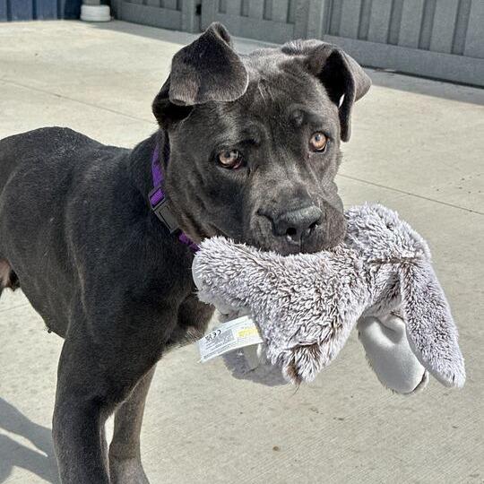 Enlarge Whydah, a Adoptable Mastiff in Matteson, IL image 3/6