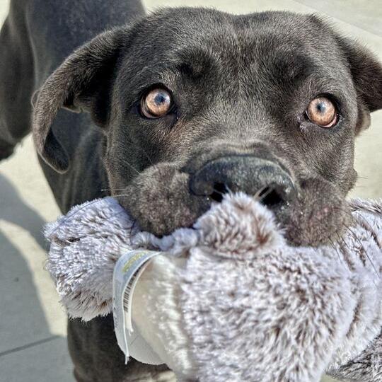 Enlarge Whydah, a Adoptable Mastiff in Matteson, IL image 4/6