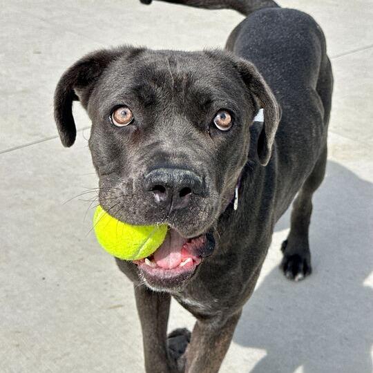 Enlarge Whydah, a Adoptable Mastiff in Matteson, IL image 5/6